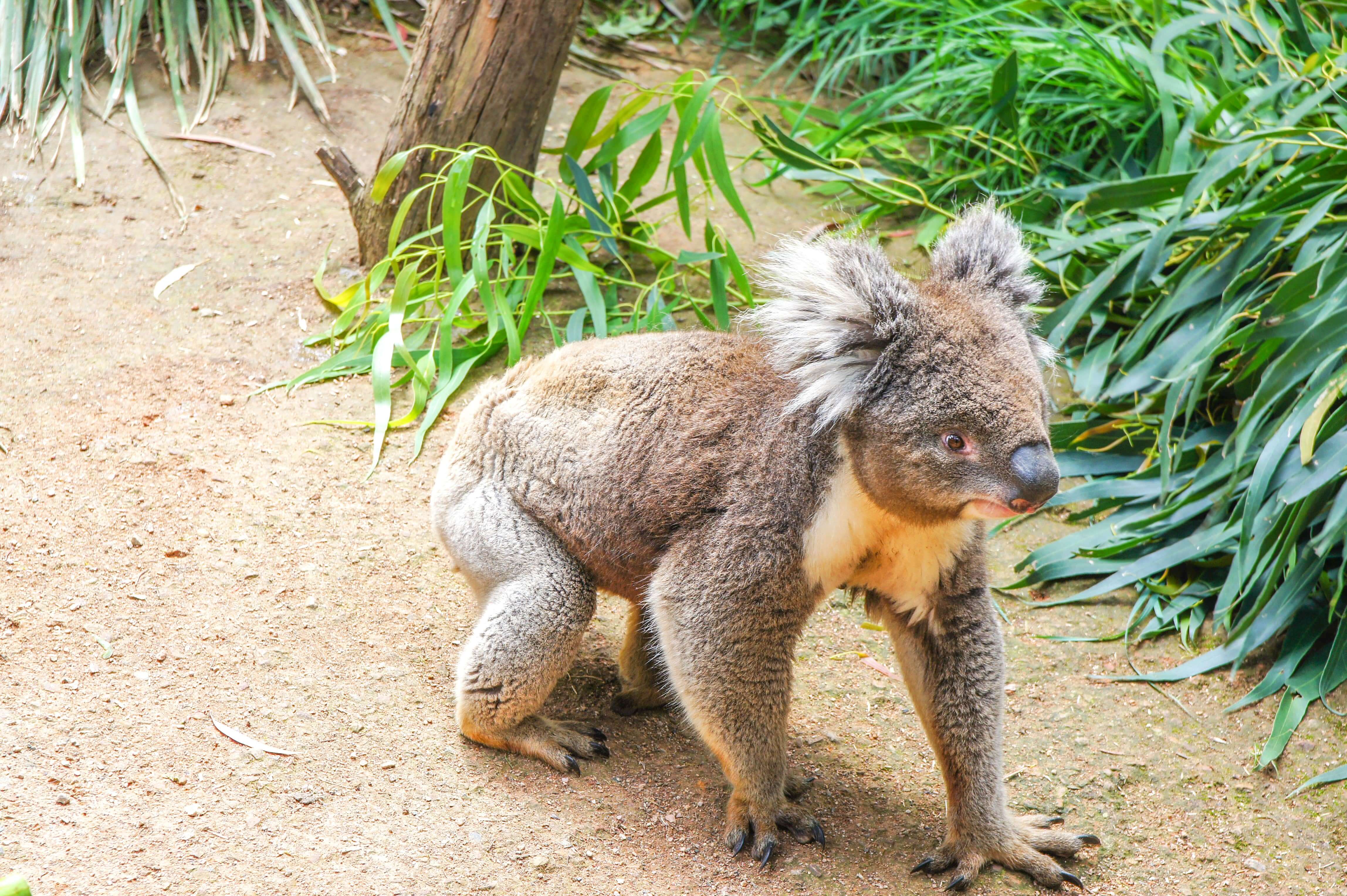 A koala bear sits on the ground in Healesville Sanctuary, Melbourne, Victoria, Australia